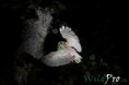 /album/galleria-foto-fotografia-naturalistica/mg-5236-1200px-2c-1200px-jpg/